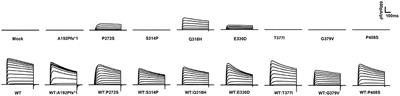 Correlation Analyses of Clinical Manifestations and Variant Effects in KCNB1-Related Neurodevelopmental Disorder